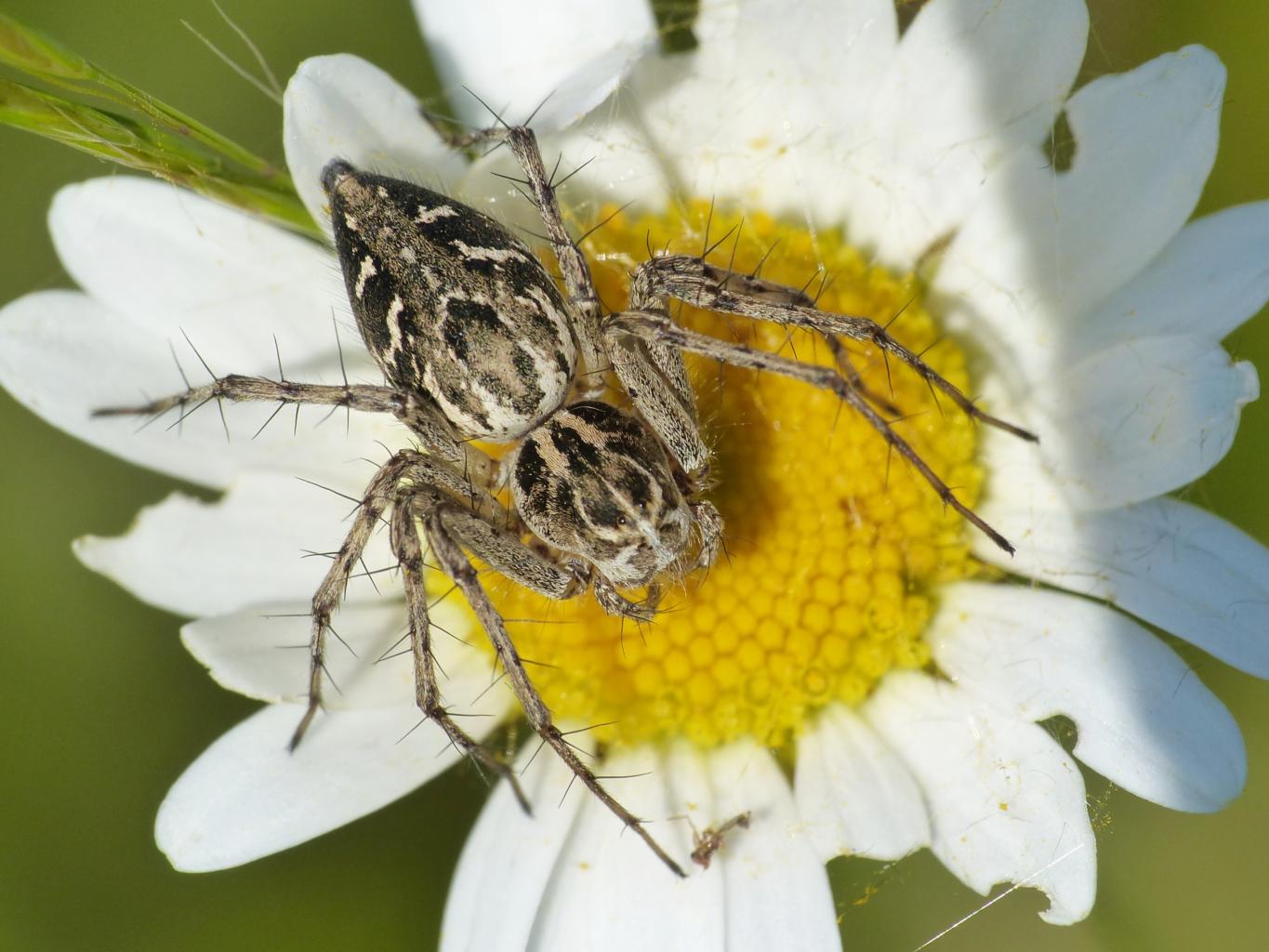 Oxyopes heterophthalmus - Sasso Marconi (BO)